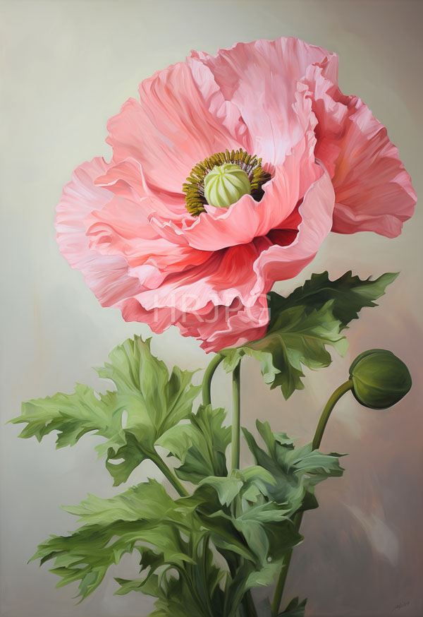 High Resolution: Single pink poppy flower delicate ruffled petals green striped center flower accompanied lush serrated green leaves and small unopened download. | HRJPG.com