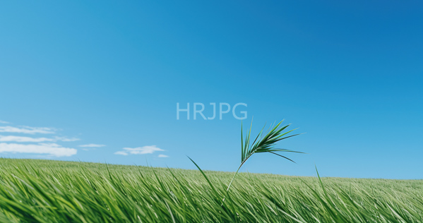 High Resolution: Vibrant green grass field under a clear bright blue sky with minimal white clouds and a single tall palm-like blade standing out in the foreground download. | HRJPG.com