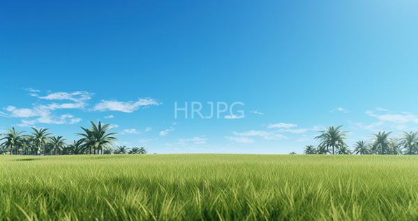 High Resolution: Expansive lush green rice field under a clear blue sky with scattered white clouds and palm trees lining both sides in the background download. | HRJPG.com