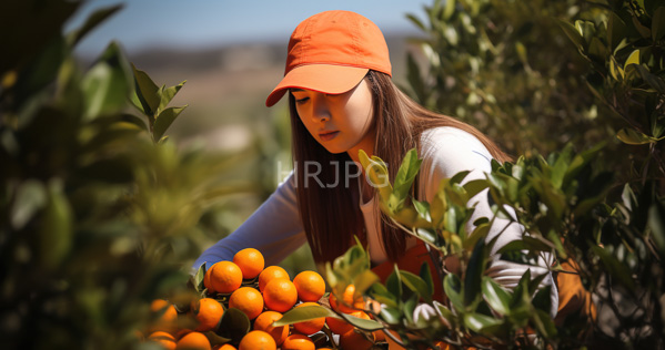 High Resolution: Asian woman with long brown hair wearing an orange cap and white shirt picking oranges in a sunlit orchard surrounded by green leaves download. | HRJPG.com