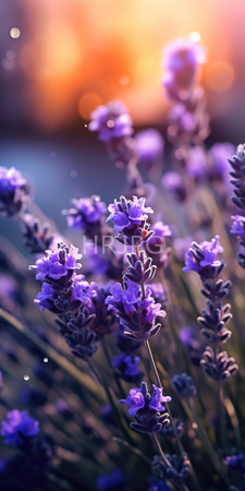 High Resolution: Vibrant purple lavender flowers in sharp focus with soft sunlight creating an orange and pink bokeh background download. | HRJPG.com
