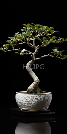 High Resolution: Elegant bonsai tree twisted light brown trunk lush green leaves in textured white ceramic pot black background download. | HRJPG.com