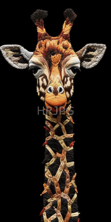 High Resolution: Intricately woven giraffe head and neck against black background featuring detailed textures in orange-brown fur with white patches download. | HRJPG.com