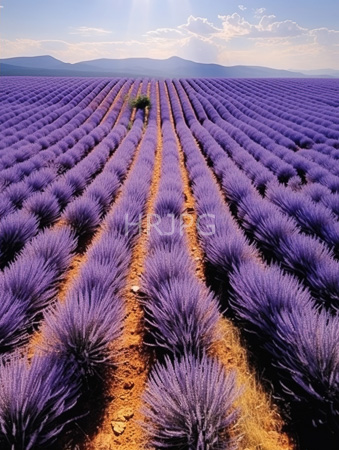 High Resolution: Expansive lavender field under clear blue sky with rows upon rows of vibrant purple flowers stretching to distant mountains download. | HRJPG.com
