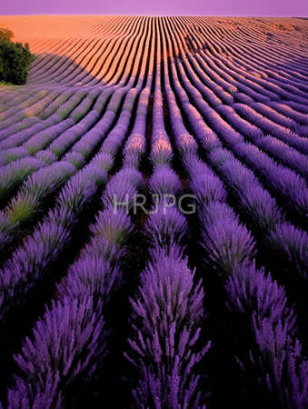 High Resolution: Expansive lavender field at sunset rows upon rows of vibrant purple flowers green foliage sky transitions from orange to deep pink download. | HRJPG.com