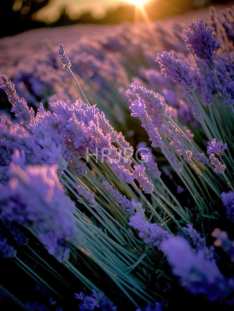 High Resolution: Lavender field at sunset featuring tall purple flowers green stems in sharp focus blurred background sun low on horizon download. | HRJPG.com