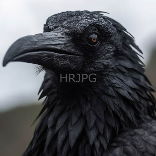 ravens coarse texture silhouette in midnighthued plumage with ethereal background