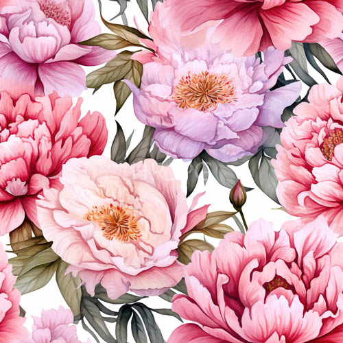 High Resolution: Pink and Purple Peonies with OrangeBrown Stamens on White Background download. | HRJPG.com