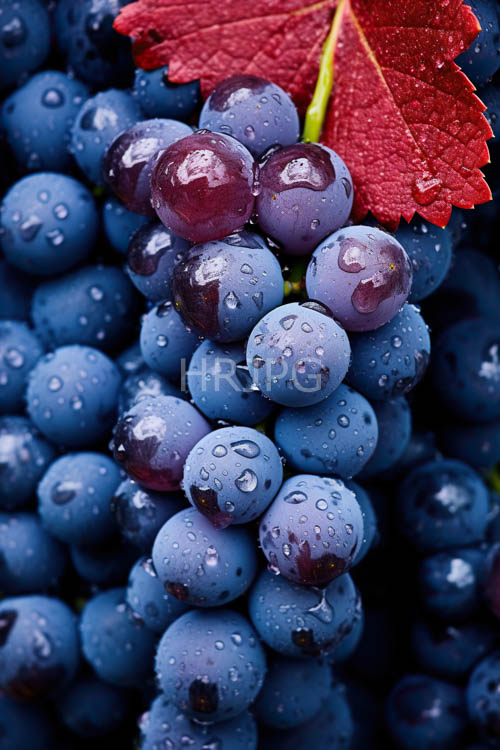 High Resolution: Indigo Fruit Glistens Under Subtle Hydration in Taut Skins with Delicate Violet Undertones download. | HRJPG.com