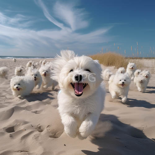 sunlight casts long shadows on sandy beach as pomeranians run playfully amidst swaying grasses and ocean breeze