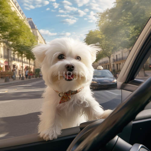 fluffy white bichon frise with mosaicpatterned collar explores urban street life in sunny afternoon