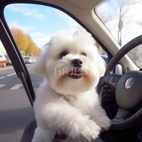 fluffy white bichon frise dog sits in autumncolored car amidst vibrant orange hues and clear blue sky
