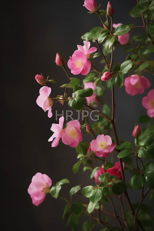 richly toned landscapes show pink roses in subtle contrast