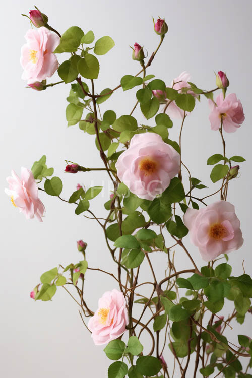 High Resolution: Layered Roses Unfurl Petals Reveal Yellow Centers Amidst Light Gray Background download. | HRJPG.com
