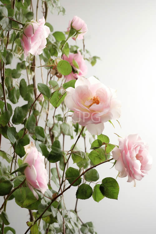 brown stems hold pink roses in green leafy bushes