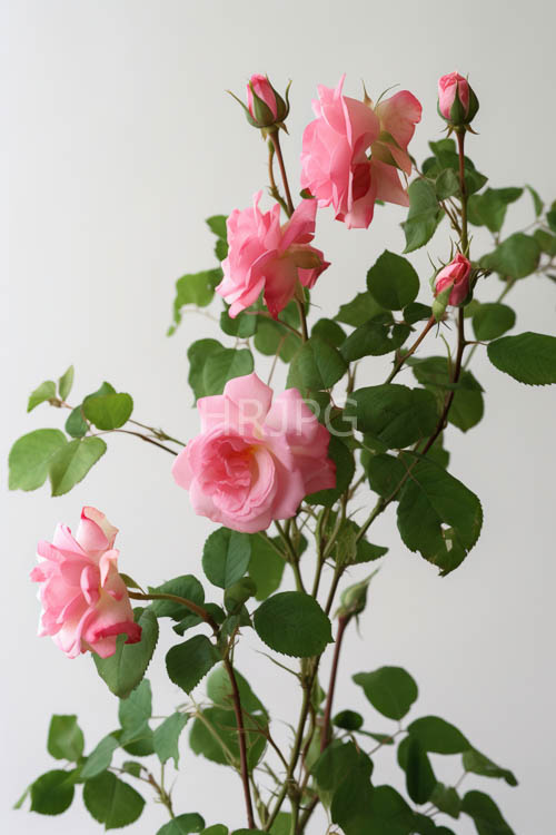 rugged green stems support delicate petals of pink roses in various stages of bloom against offwhite backgrounds