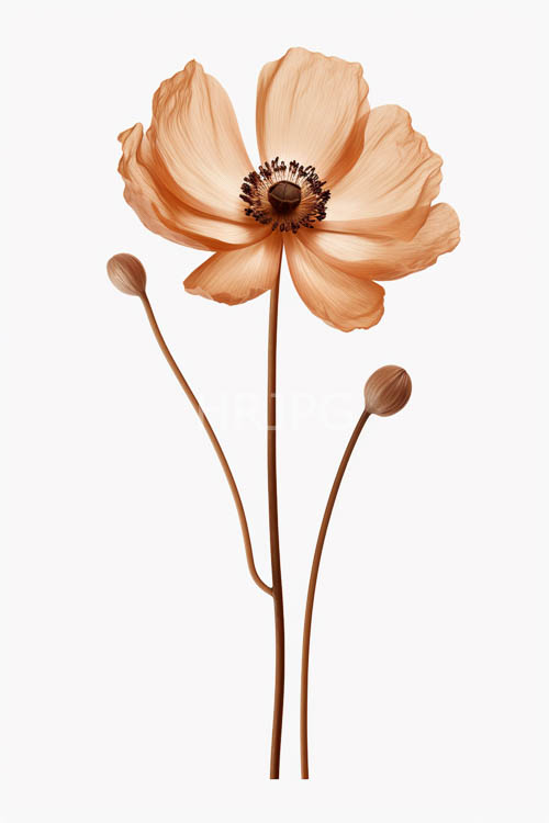 peach petal dance against muted background of wavy stems