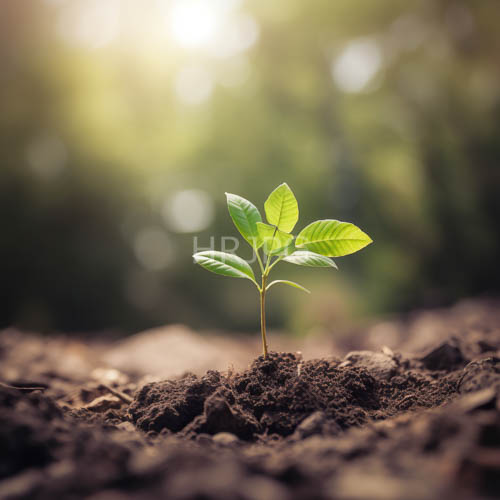 High Resolution: Delicate Young Shoots Emerge from Fertile Brown Soil Under Light Filtering Through Leaves download. | HRJPG.com