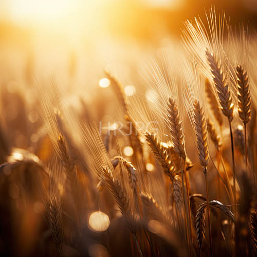 High Resolution: Fields of Tawny Wheat Stalks Swaying in LateAfternoon Sunlight and Shadows download. | HRJPG.com