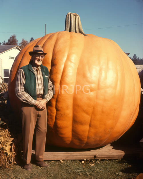 High Resolution: Elderly Gentleman Poses Beside Enormous Orange Pumpkin in Suburban Yard with Clear Blue Sky download. | HRJPG.com